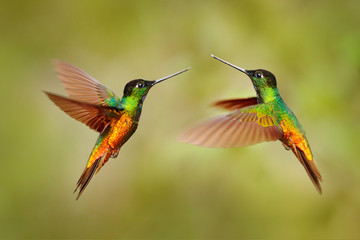 Bird fight. Hummingbird Golden-bellied Starfrontlet, Coeligena bonapartei, with long golden tail, beautiful action flight scene with open wings, clear green backgroud, Chicaque, Colombia. Two birds. © ondrejprosicky