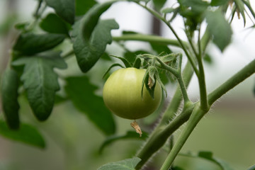 Homegrown produce. Locally grown green tomato in organic garden. Close up
