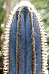 KAKTUS_pilosocereus_pachycladus