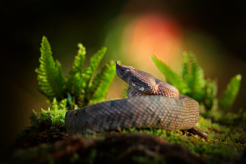 Porthidium nasutum, Rainforest Hognosed Pitviper, brown danger poison snake in the forest vegetation. Forest reptile in habitat, on the ground in leaves, Costa Rica. Widllife in Central America.
