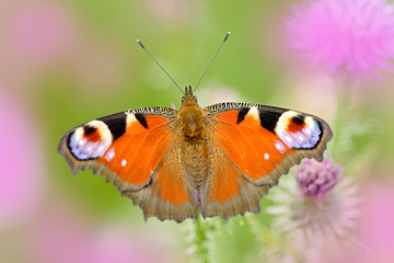 European Peacock, Inachis io, red butterfly with eyes sitting on the pink flower in the nature. Summer scene from the meadow.