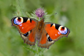 European Peacock, Inachis io, red butterfly with eyes sitting on the pink flower in the nature. Summer scene from the meadow.