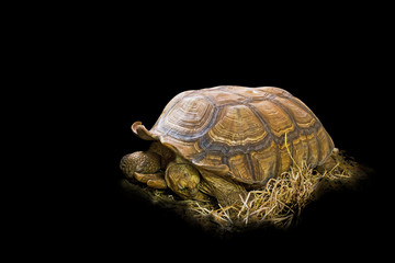 Big Sulcata tortoise on the thatch, in black isolated