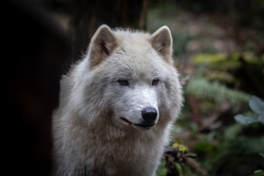 Grey Wolf © Matthew