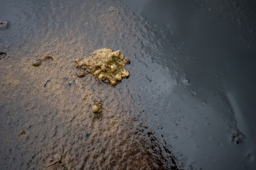 Marine pollution - crab killed by oil pollution on beach