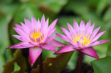Fototapeta premium pink lotus flower in the garden