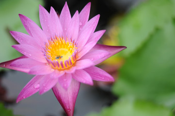 Obraz premium Jaratpong Photographer