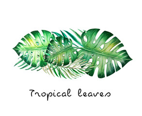 Beautiful tropical leaves. Monstera, palm. Watercolor painting. Exotic plant. Natural print. Sketch drawing. Botanical composition. Greeting card. Painted background. Hand drawn illustration.