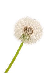 Fluffy dandelion on white background