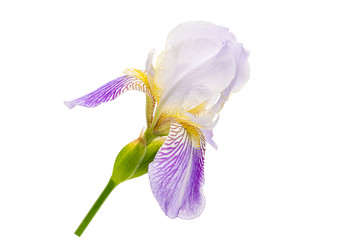 Purple iris with no background