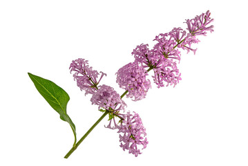 Syringa reflexa branch without background.