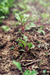 Leaf of beet root. Fresh green leaves of beetroot or beet root seedling. Row of green young beet leaves growth in organic farm. Closeup beetroot leaves growing on garden bed. Field of beetroot foliage
