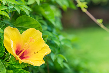 Yellow hibiscus blooming flower on a beach of Naha City in Okinawa island in Japan. © kuremo