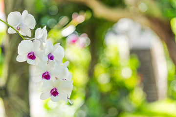 White orchids blooming flower in a park of Naha City in Okinawa island in Japan.