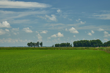 Rice field. Young rice shoots. Sprouted Rice. Sprouted Fig.