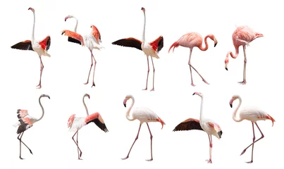  een grote set flamingo& 39 s geïsoleerd op een witte achtergrond in verschillende poses © coffeemill