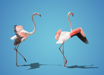 beautiful pink flamingo posing. on blue background