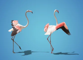  beautiful pink flamingo posing. on blue background © coffeemill