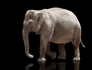Fototapeta na wymiar big elephant standing on a black background.