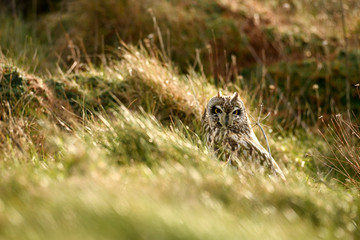 Short Eared Owl - Asio flammeus watching from its grass tussock