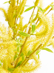 Weeping willow on white