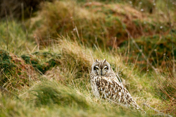 Short Eared Owl - Asio flammeus watching from its grass tussock