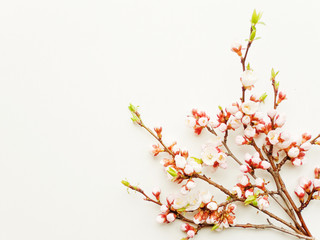 Apricot blossom on white