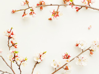 Apricot blossom on white