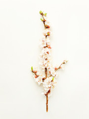 Apricot blossom on white