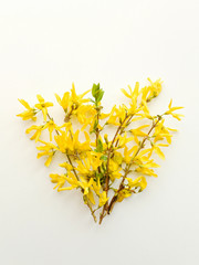 Forsythia on white