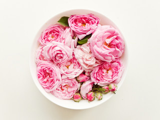 Tea rose background
