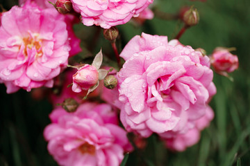 delicate flowering shrub with roses and wild rose