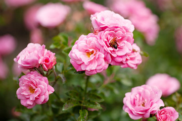 delicate flowering shrub with roses and wild rose