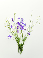 Obraz premium Delphinium on white