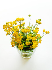 Sweet yarrow on white