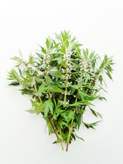 Motherwort on white