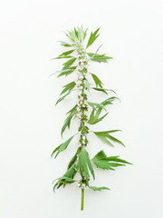 Motherwort on white