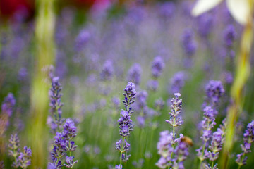 Blooming lavender in a field close-up, in the summer in the rays of the sun at sunset. Selective focus.