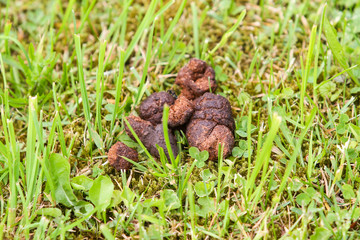 Countryside village view of green grass with brown dog, animal poop, feces.