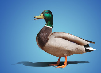 one beautiful duck isolated on color background