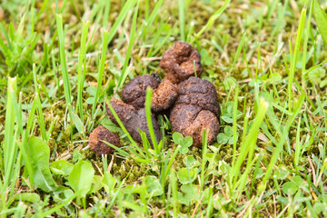 Countryside village view of green grass with brown dog, animal poop, feces.