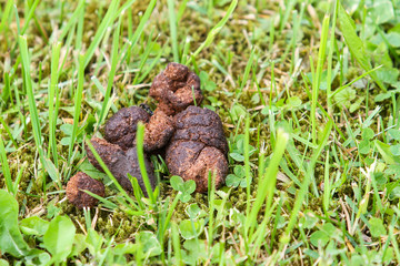 Countryside village view of green grass with brown dog, animal poop, feces.