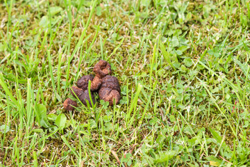 Countryside village view of green grass with brown dog, animal poop, feces.
