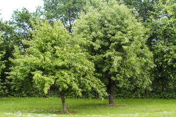 Fototapeta na wymiar Beautiful garden view of two growing trees in a countryside garden.