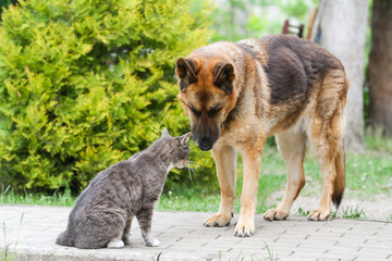 Dog and cat standing and watching to each other.