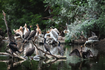 a large flock of birds sits on logs near the water