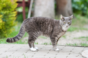 Beautiful outdoor countryside home view of grey cat standing and watching.