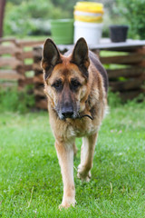 Beautiful dog running in a countryside home garden.