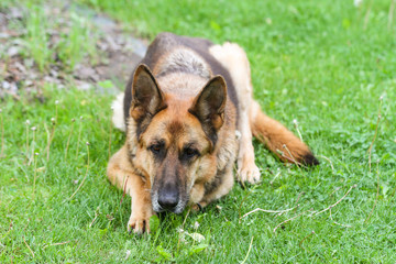 Lovely german shepoherd laying on a outdoor green grass in countryside city home garden, park.