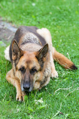 Lovely german shepoherd laying on a outdoor green grass in countryside city home garden, park.